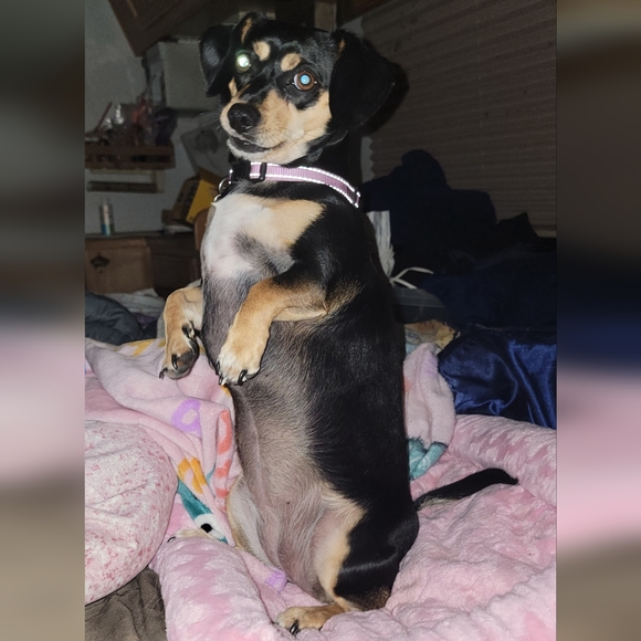 Meet your Posher, Tanya - Picture 6 of 8